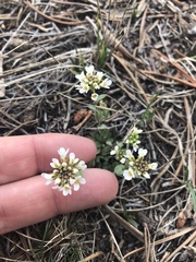 Noccaea fendleri