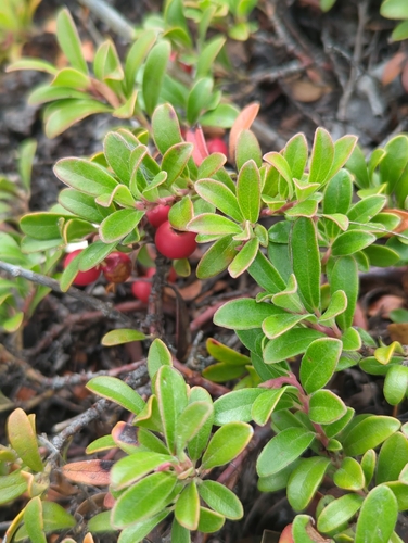 bearberry