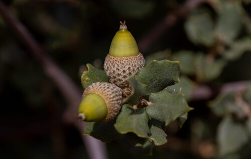sweet acorn oak