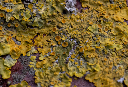 Common Sunburst Lichen