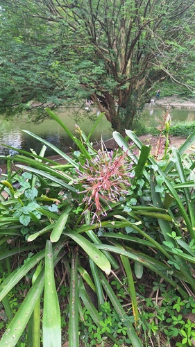 Portea petropolitana