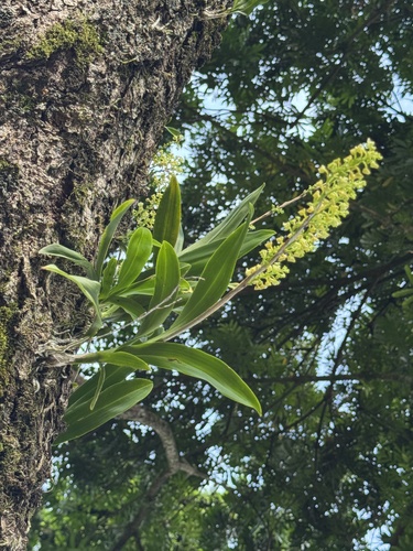 Polystachya concreta observed 2026-08-18