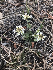 Noccaea fendleri
