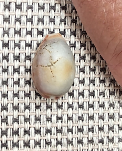 Cypraea robertsi observed 2026-08-23