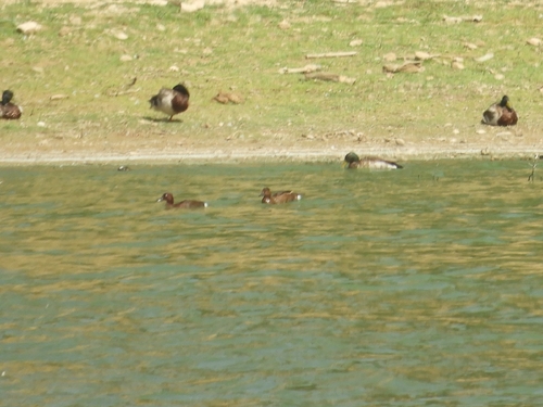 Ferruginous Duck