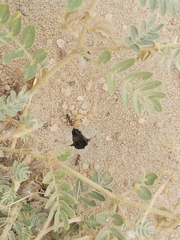 Cataglyphis adenensis