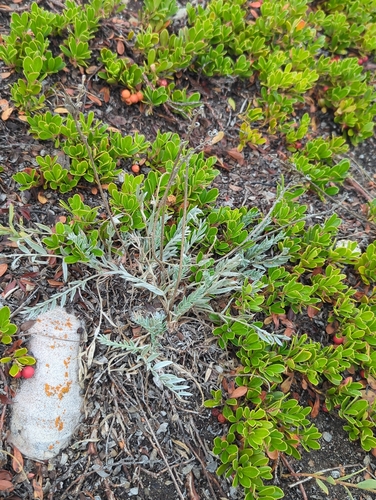 Showy Locoweed