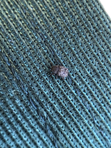 Fungus weevil (Anthribus nebulosus) photo 5