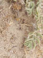 Cataglyphis adenensis