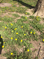 Taraxacum officinale