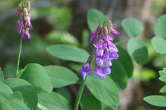 Lathyrus polyphyllus