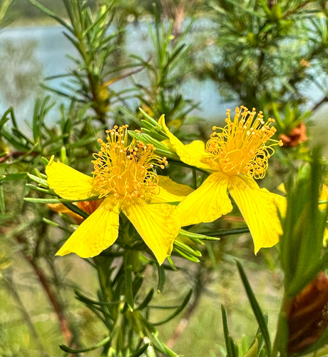 Hypericum fasciculatum, photograph 4