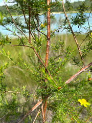 (c) Ashwin Srinivasan, some rights reserved (CC BY) Hypericum fasciculatum, photograph (c) Ashwin Srinivasan, some rights reserved (CC BY)