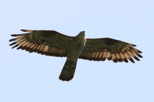 European Honey-buzzard