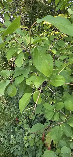 common buckthorn