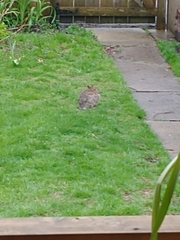 Sylvilagus floridanus