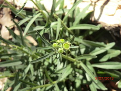 Erigeron geiseri