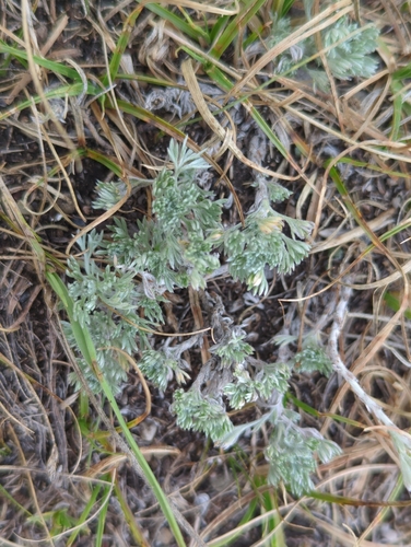 fringed sagebrush