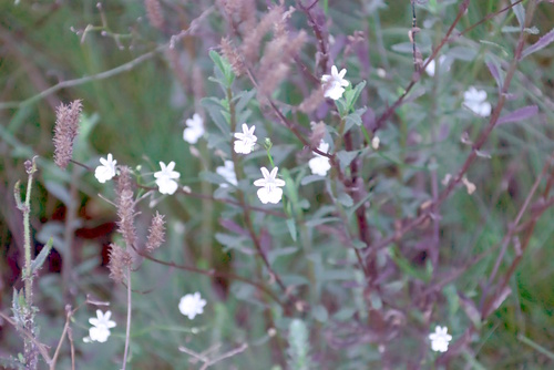 Nemesia diffusa, photograph 1
