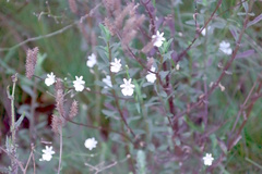 Nemesia diffusa, photograph (c) Tony Rebelo, some rights reserved (CC BY-SA)