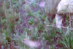Nemesia diffusa