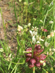 Allium canadense
