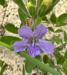 (c) Ashwin Srinivasan, some rights reserved (CC BY) Dyschoriste oblongifolia, photograph (c) Ashwin Srinivasan, some rights reserved (CC BY)