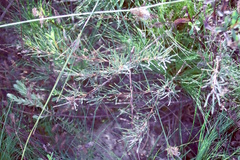 Searsia rosmarinifolia, photograph (c) Tony Rebelo, some rights reserved (CC BY-SA)