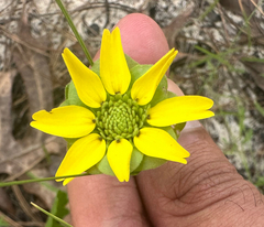 Berlandiera subacaulis