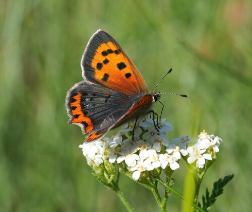 Small Copper