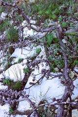Hakea gibbosa, photograph (c) Tony Rebelo, some rights reserved (CC BY-SA)