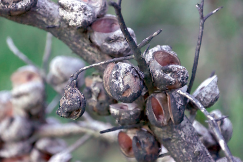 Hakea gibbosa, photograph 6