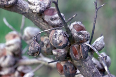 Hakea gibbosa, photograph (c) Tony Rebelo, some rights reserved (CC BY-SA)