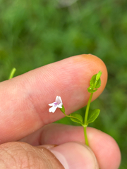 Clinopodium brownei