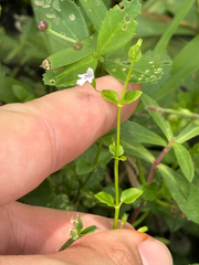 Clinopodium brownei, photograph author not stated, no rights reserved