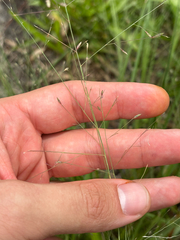 Eragrostis elliottii