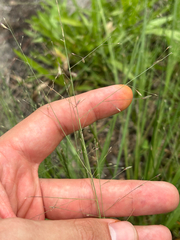 Eragrostis elliottii, photograph author not stated, no rights reserved