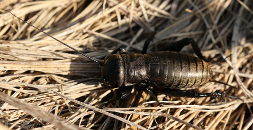 European Field Cricket
