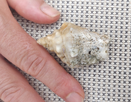 Persististrombus granulatus observed 2026-08-23