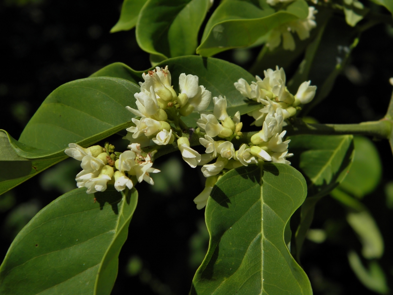 Dalbergia ecastaphyllum
