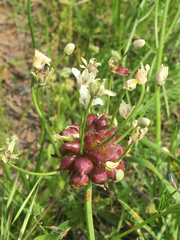 Allium canadense