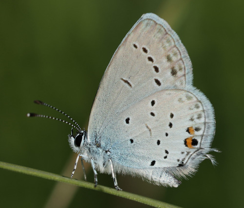 Short-tailed Blue
