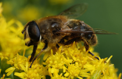 Common Drone Fly