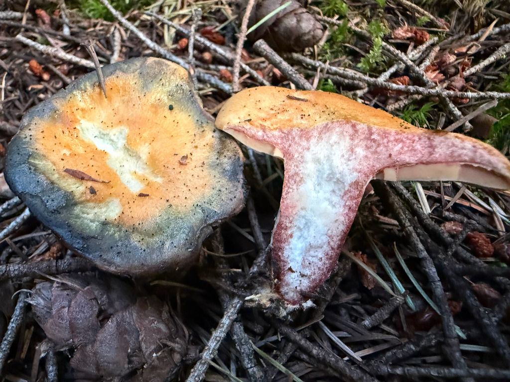 Red-bleeding Milk Cap · August 2026 · photo: Photo: (c) Michael Tidwell, some rights reserved (CC BY) · iNaturalist