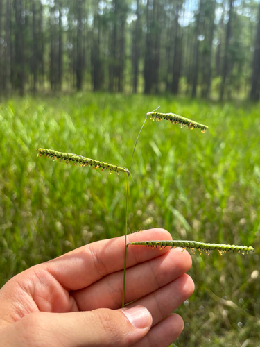 Paspalum praecox, 2026-08-23