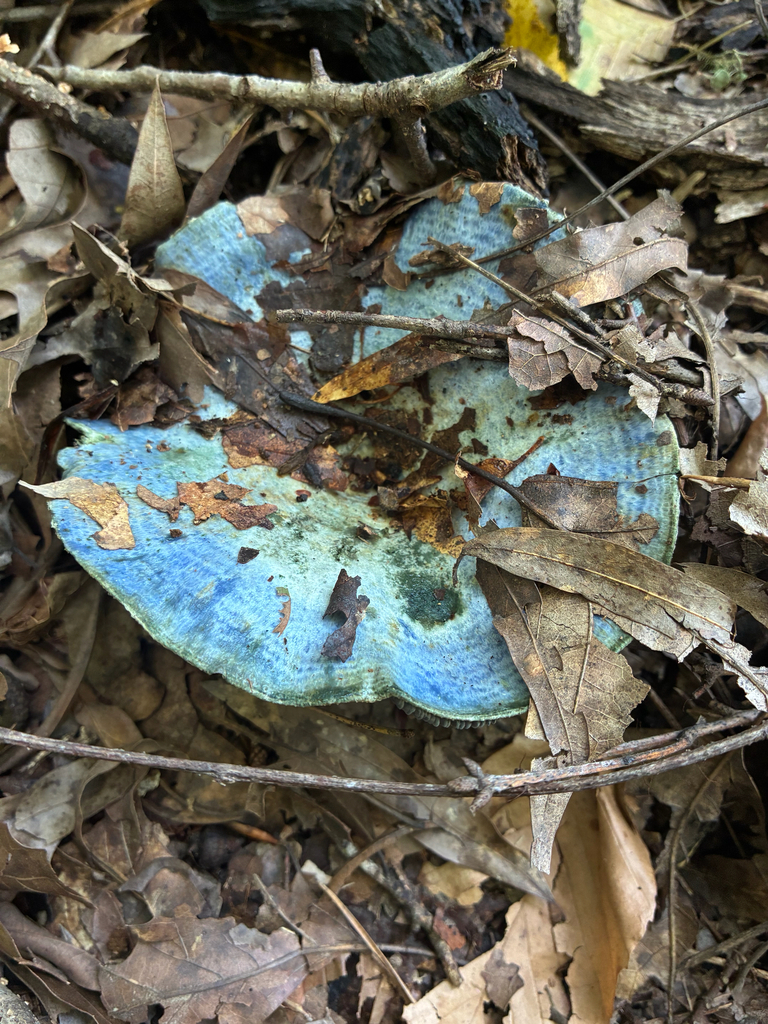 indigo milk cap · August 2026 · photo: Photo: no rights reserved · iNaturalist