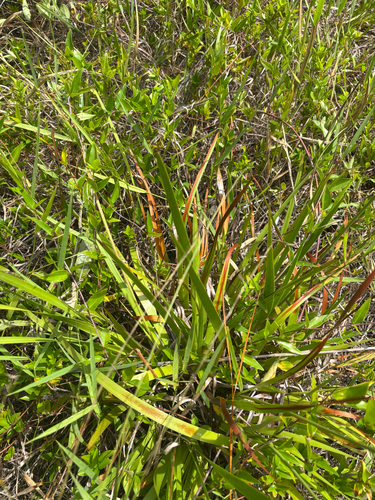 Xyris ambigua, photograph 4