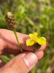 Xyris ambigua