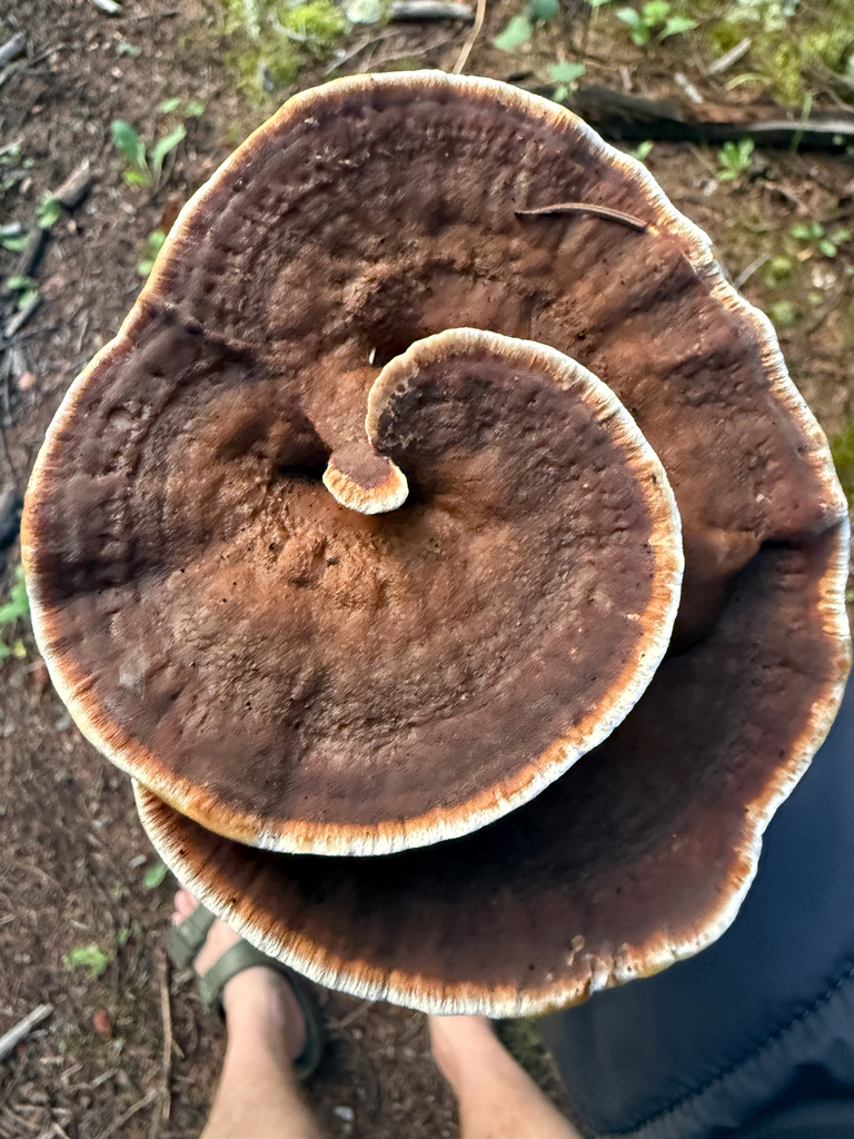 Woolly Velvet Polypore · August 2026 · photo: Photo: (c) Michael Tidwell, some rights reserved (CC BY) · iNaturalist