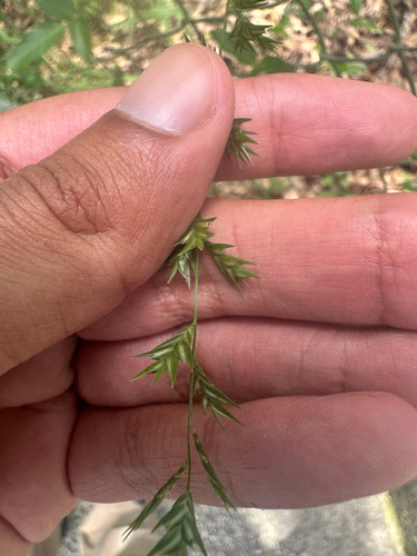 Chasmanthium nitidum observed 2026-08-23